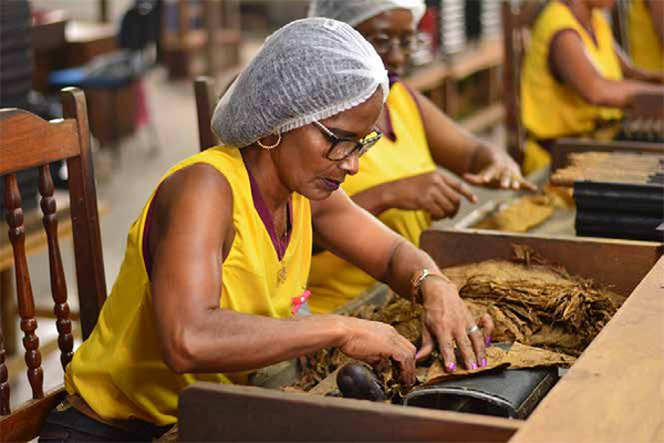 The Brazilian export of tobacco for cigars is notable for its particular characteristics,